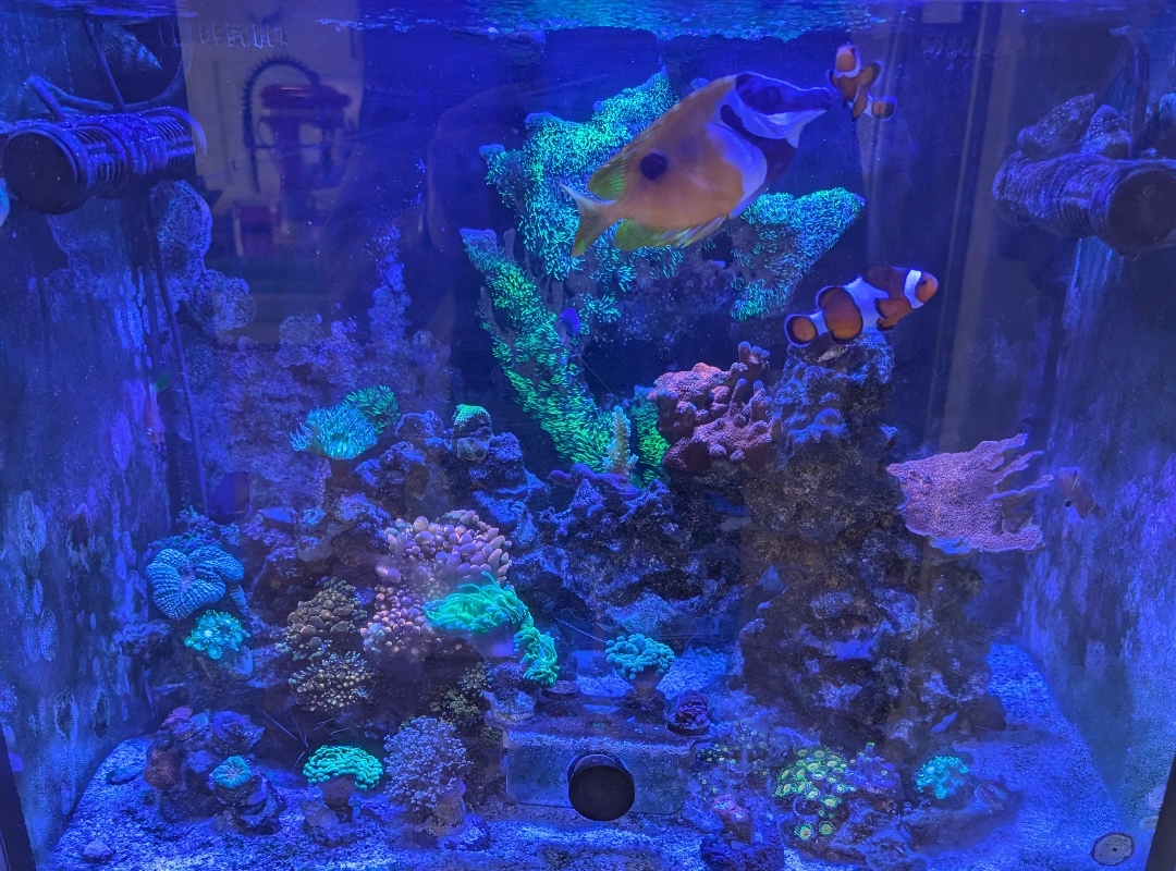 Tank Image