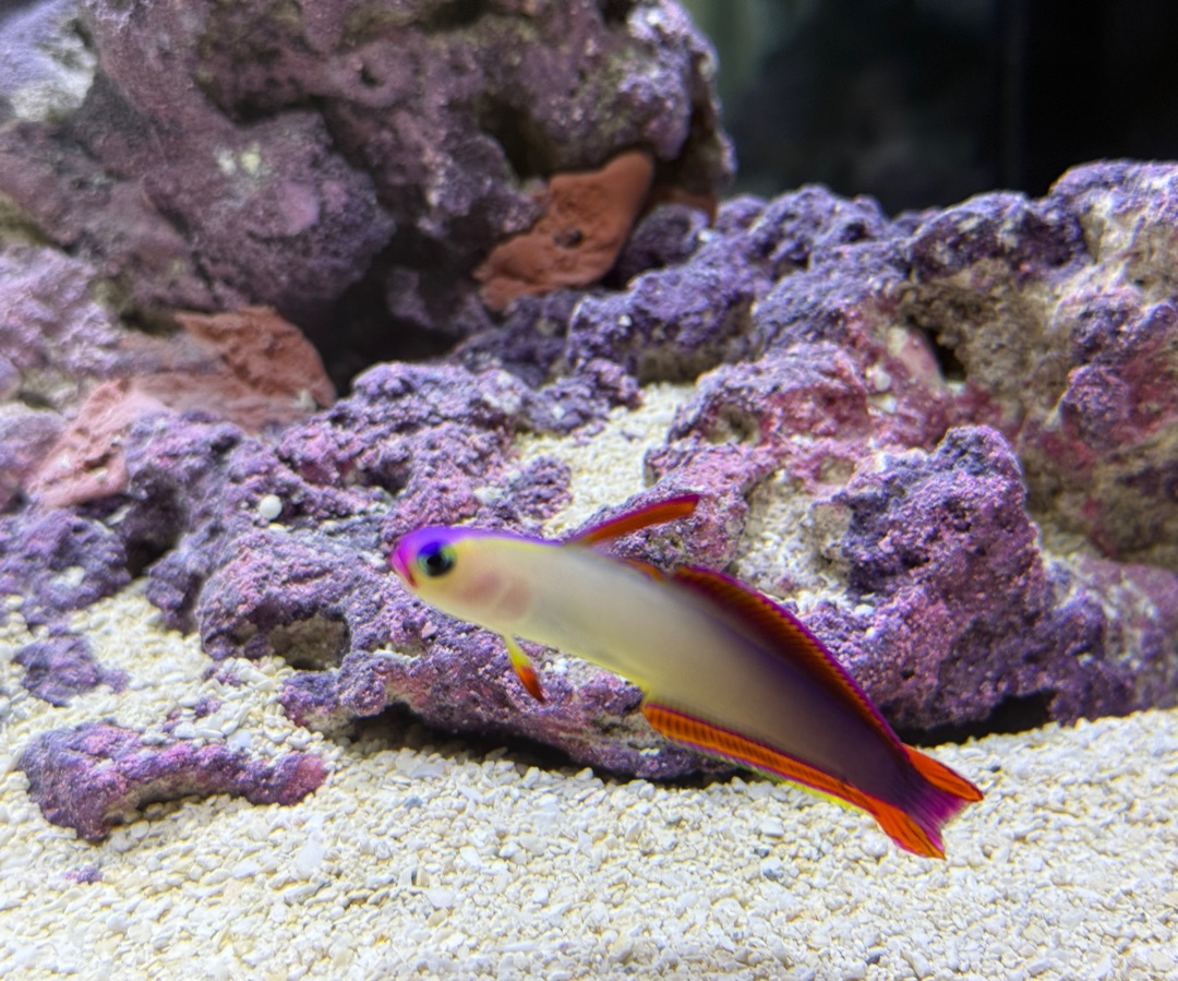 Purple Firefish