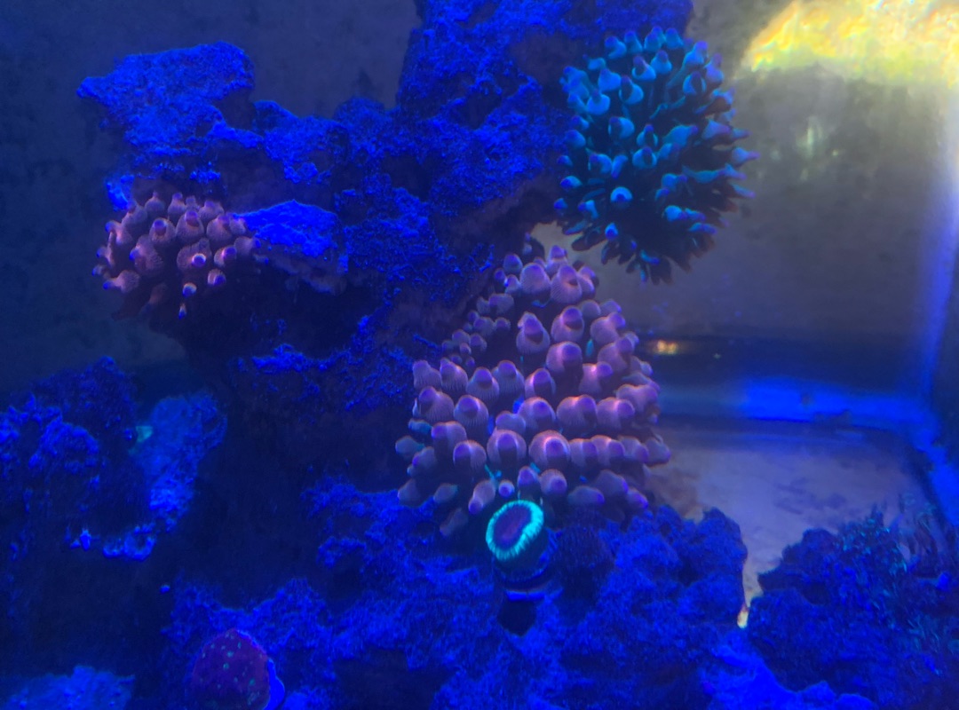 Tank Image
