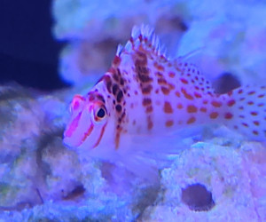 Falco Hawkfish
