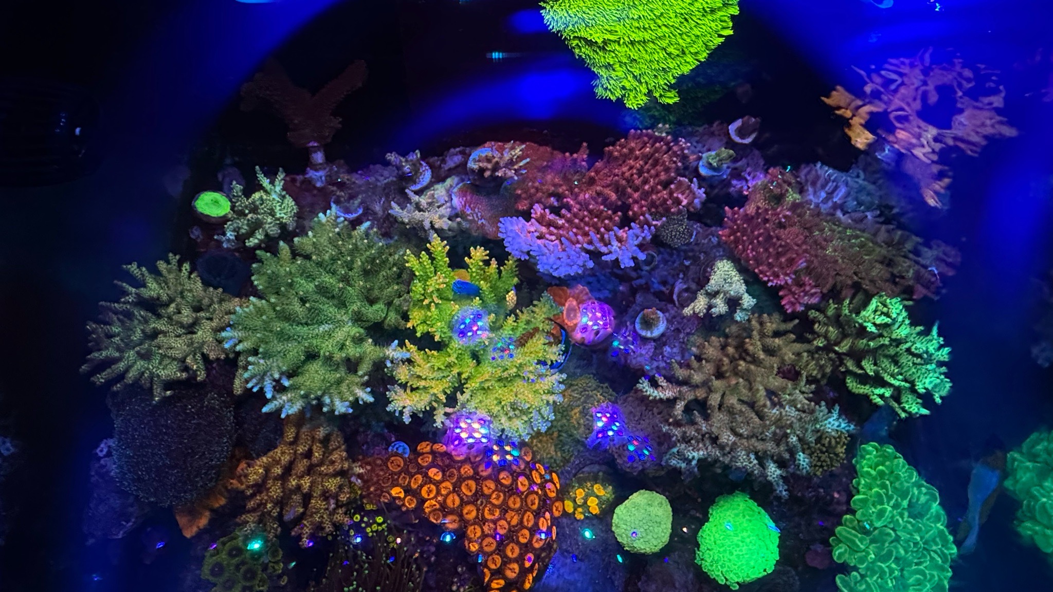 Reef tank post by grayleong