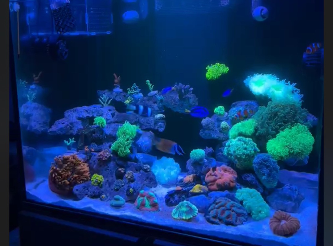Tank Image
