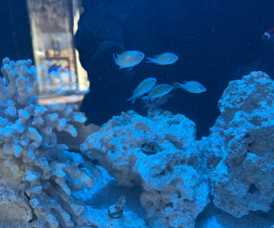 Green Chromis