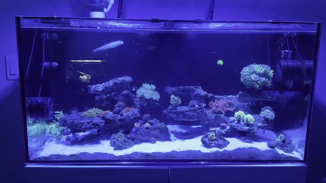 1.5 years in. Royal gramma hiding somewhere. New flasher wrasse in Qt still. Waiting for n...
