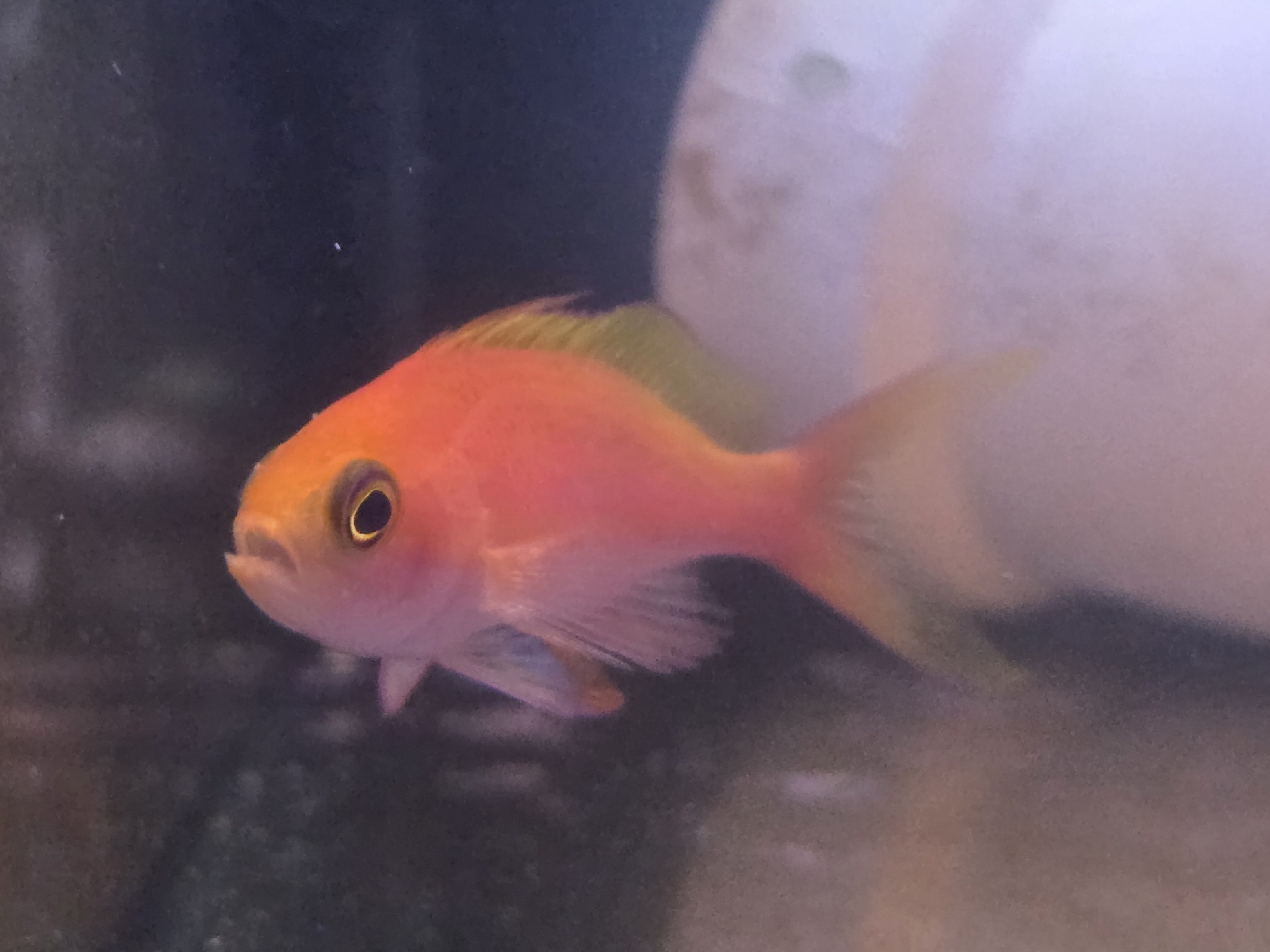 Tank Image