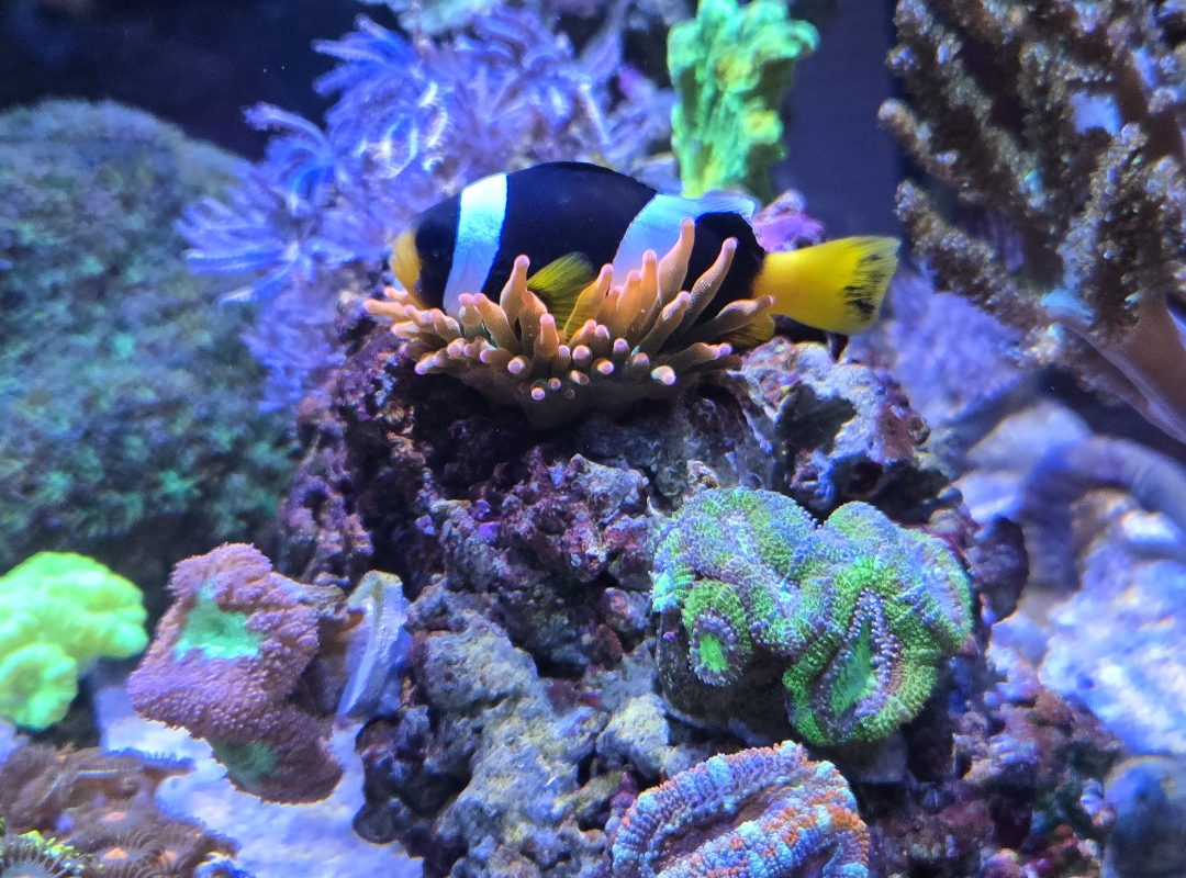 Tank Image