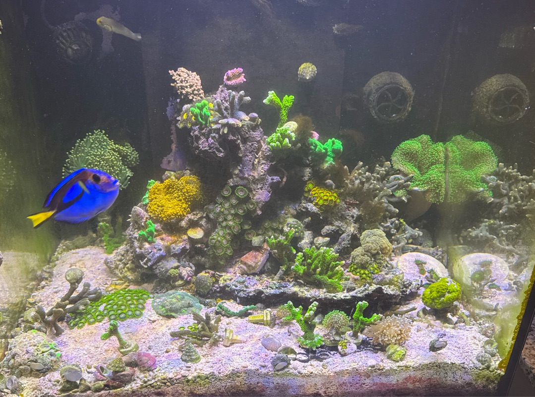 Tank Image