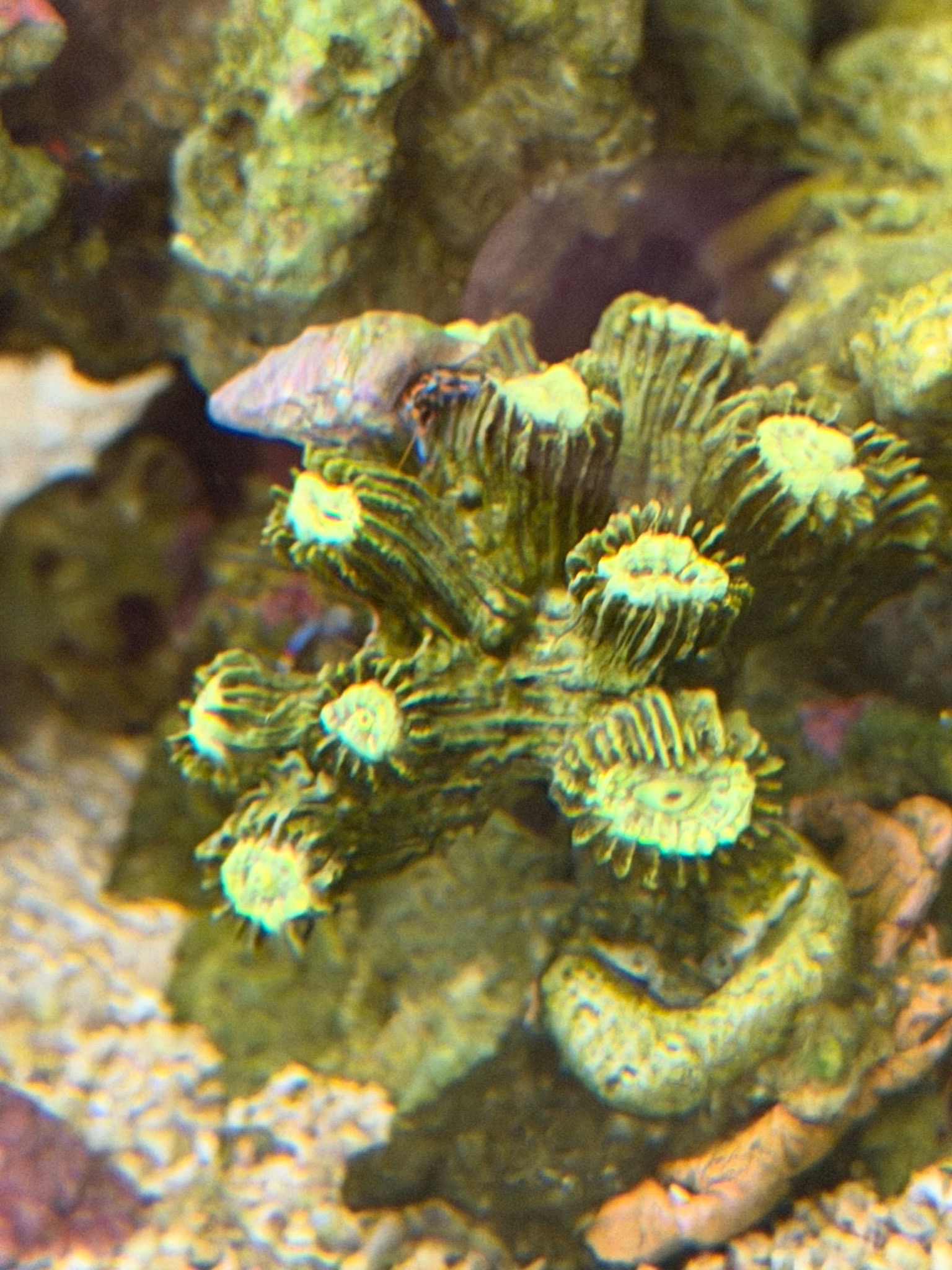 I have a 32 AIO tank for a few years now , I’m having issues keeping my corals happy and s...