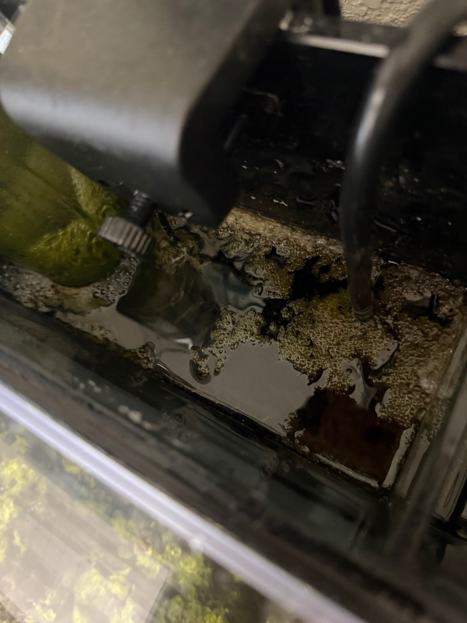 How to identify and fix diatoms or dirty tank issues - zoanthids, anemone, goby (photo 2)
