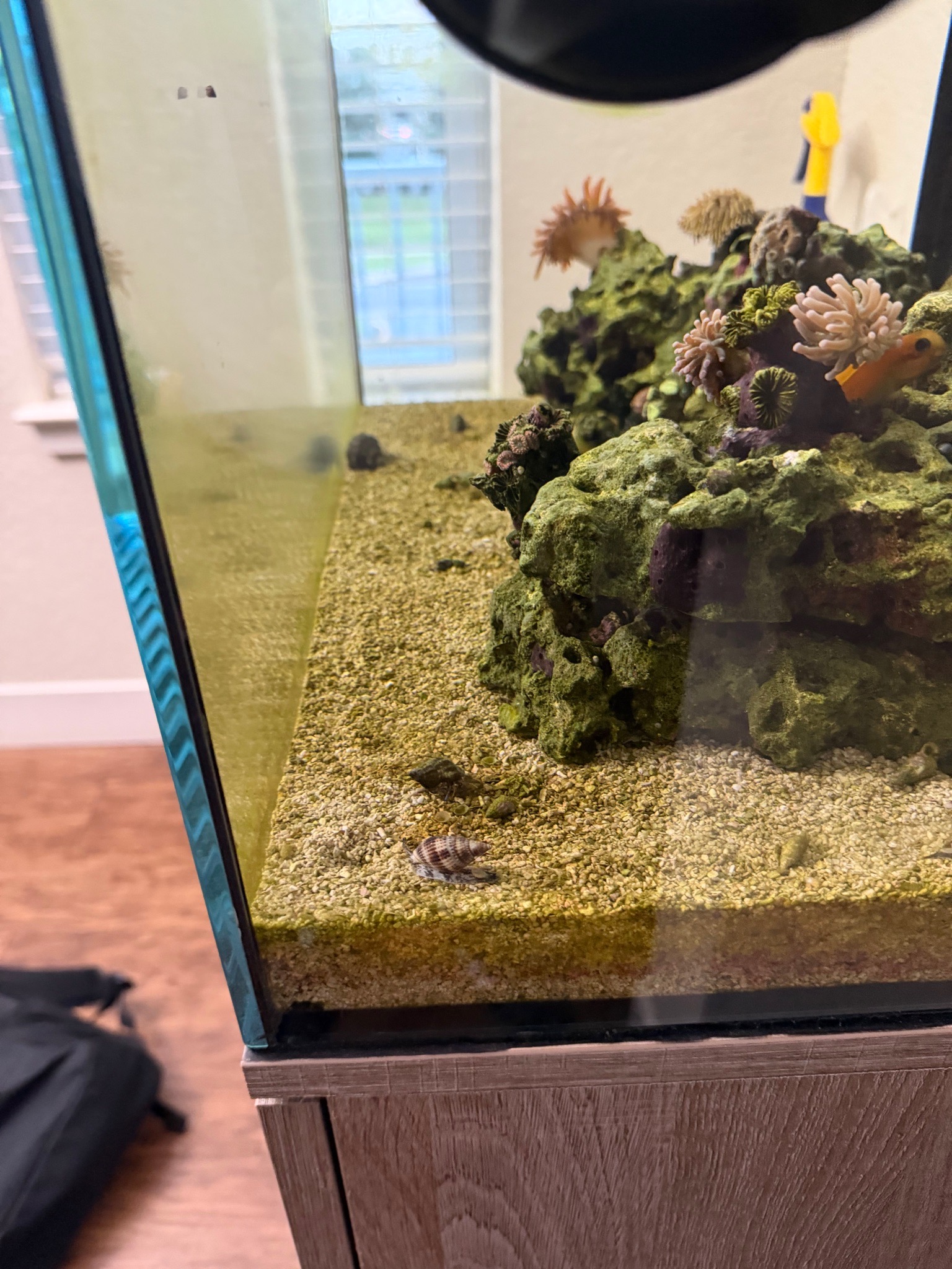 How to identify and fix diatoms or dirty tank issues