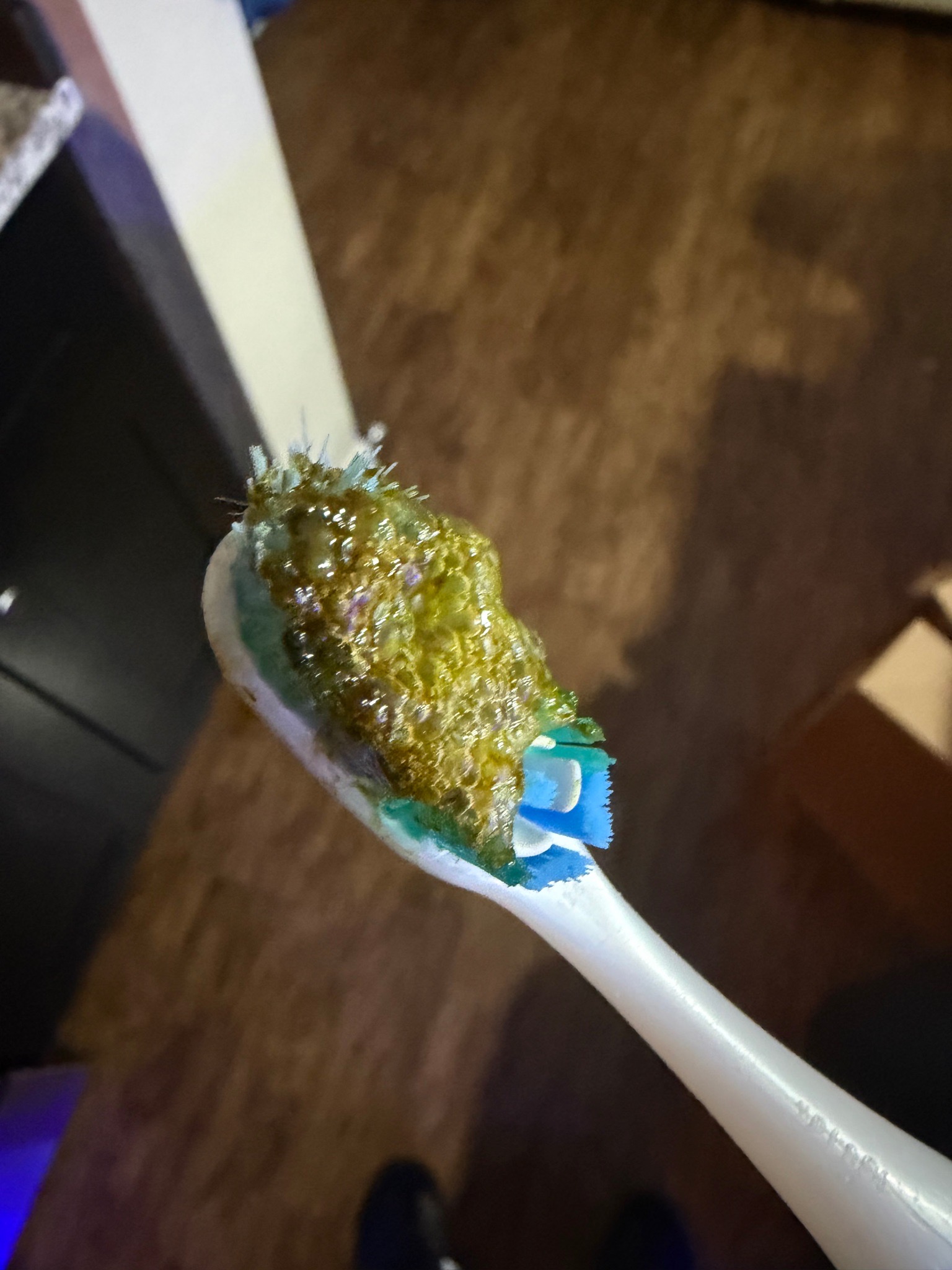 How to identify and fix diatoms or dirty tank issues - zoanthids, anemone, goby (photo 4)