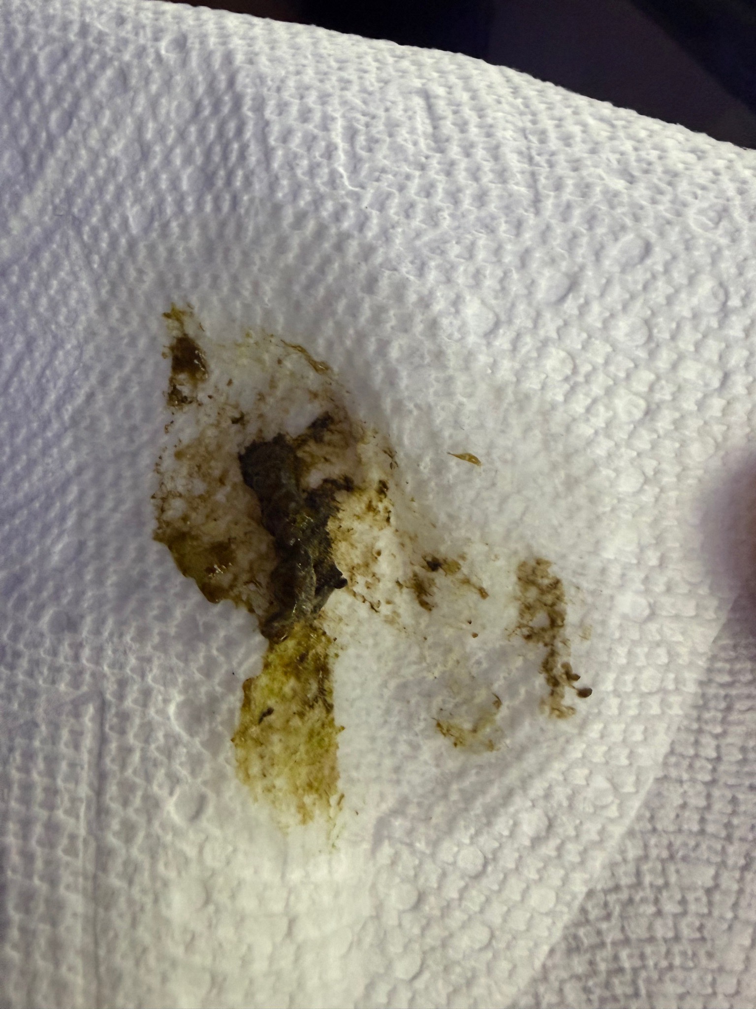 How to identify and fix diatoms or dirty tank issues - zoanthids, anemone, goby (photo 3)