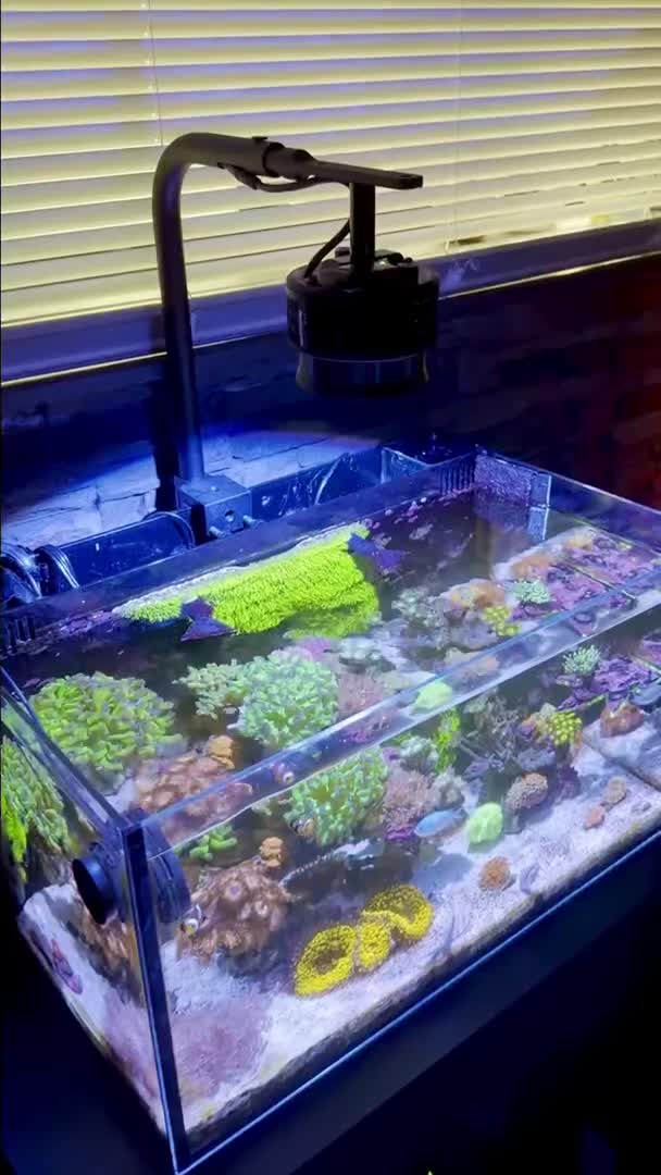 Been a little while since adding an update, we still hanging in there hahah 🐠🪸