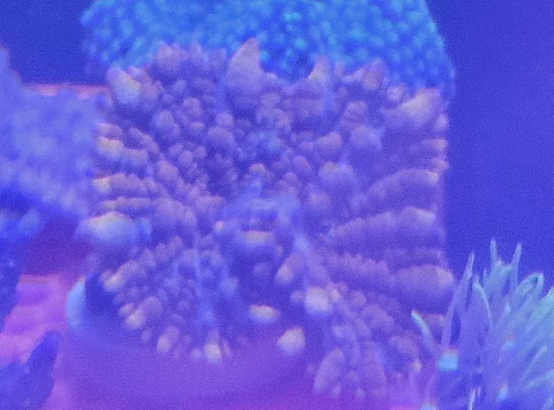 Tank Image