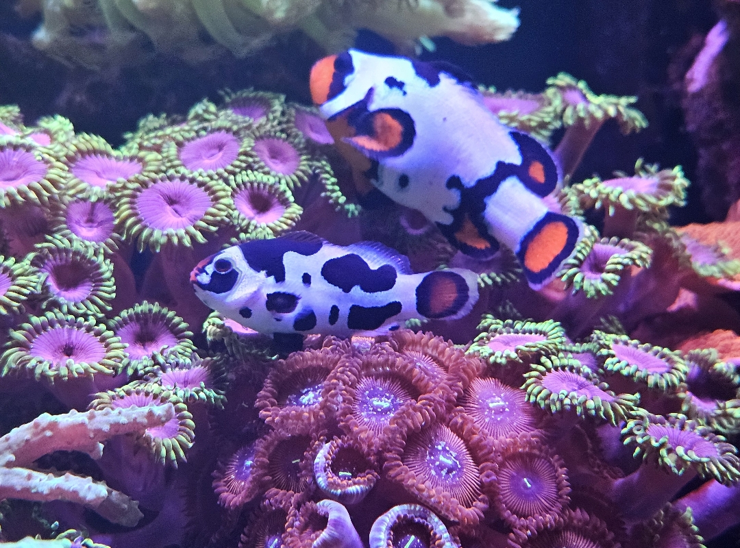 Tank Image