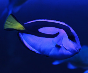 Blue Tang