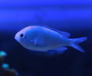 Chromis Viridis