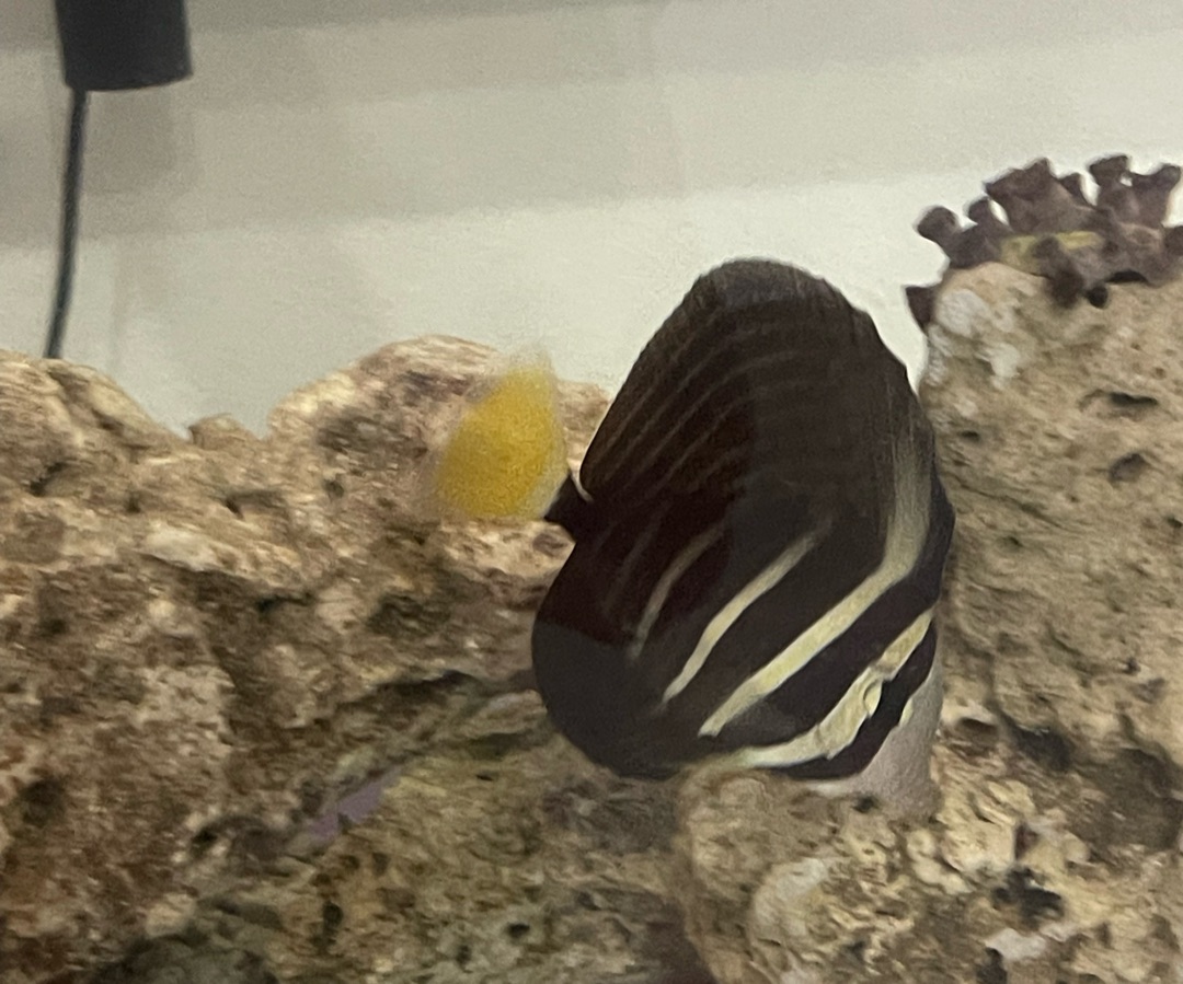 Sailfin Tang