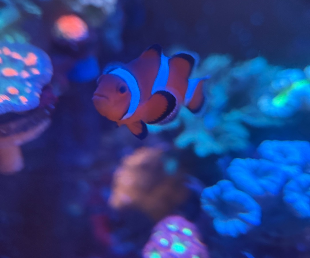 Ocellaris Clownfish