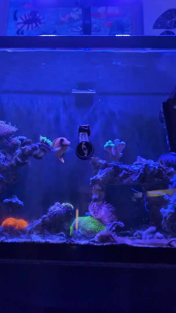 Guess I should upload a tank update. Haven't posted in a little while here. Love this app...