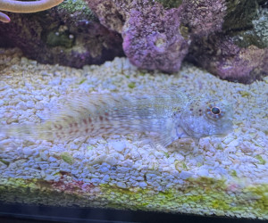 Lawn Mower Blenny