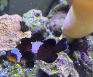 Longfin Midnight Lightning Clownfish