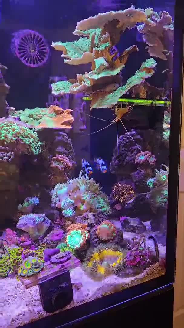 Tank is looking good 👍