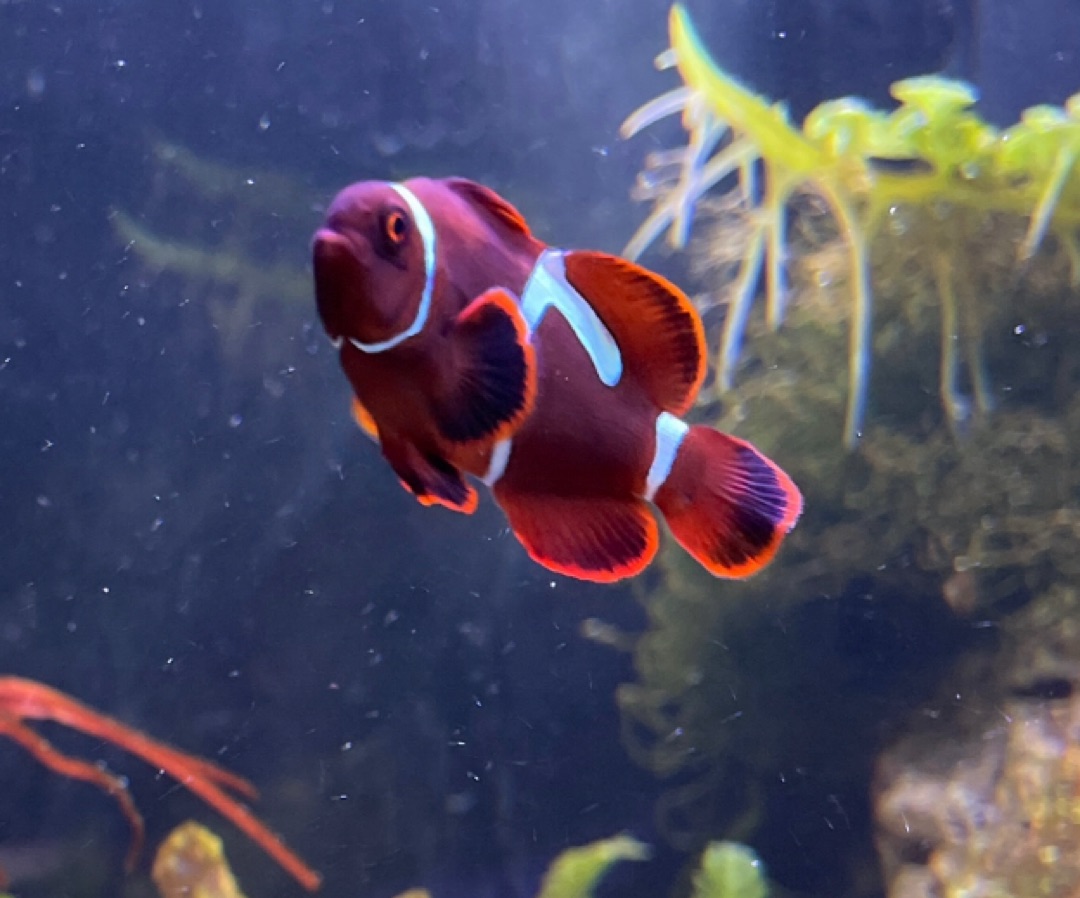 Goldflake Maroon Clownfish