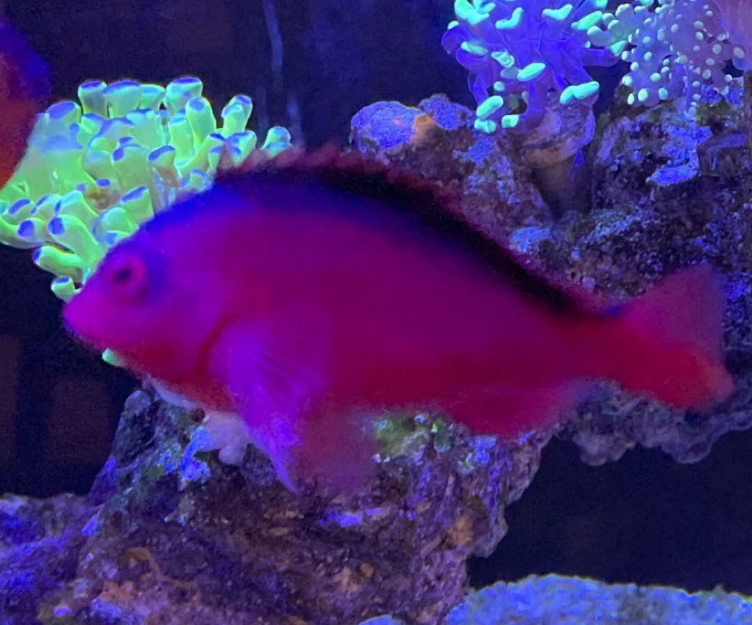Flame Hawkfish