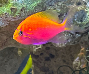Fathead Sunburst Anthias