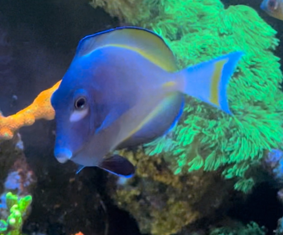 Gold Rim Tang