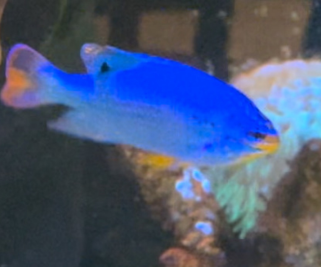 Blue Damselfish