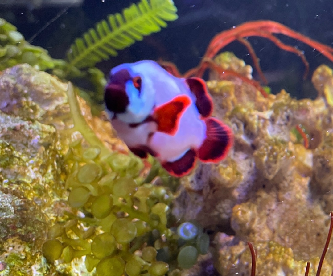 Gold Nugget Maroon Clownfish