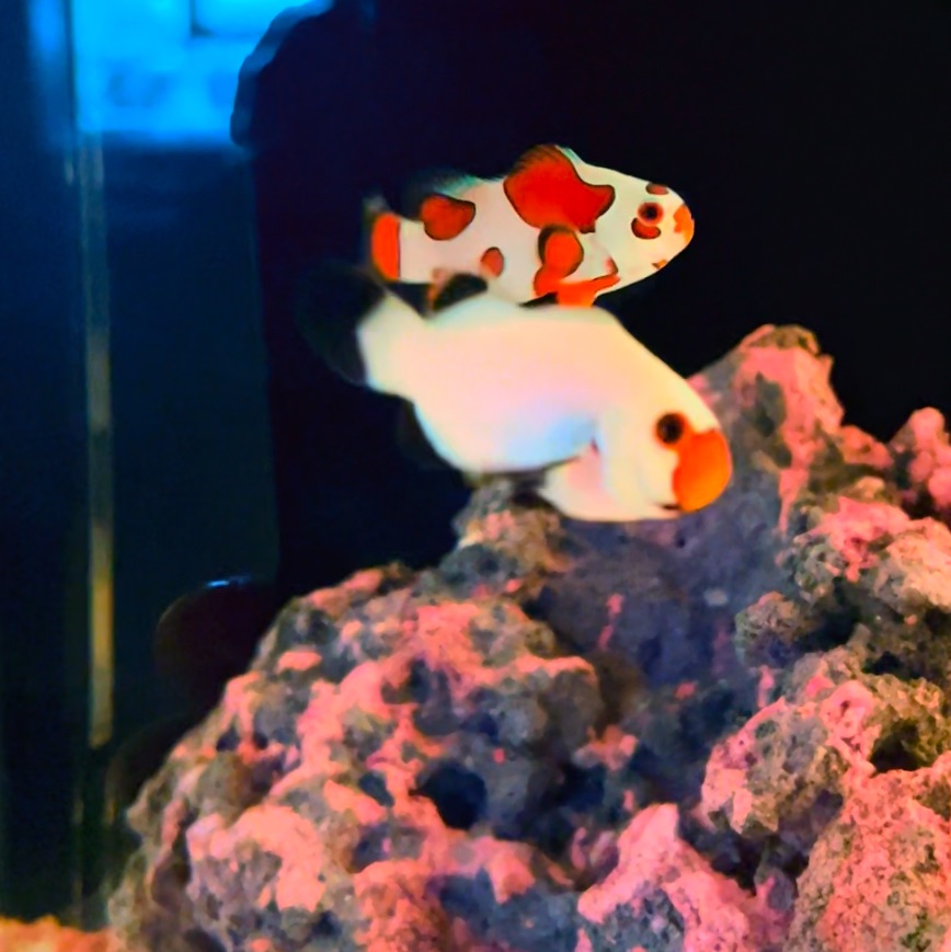 Tank Image