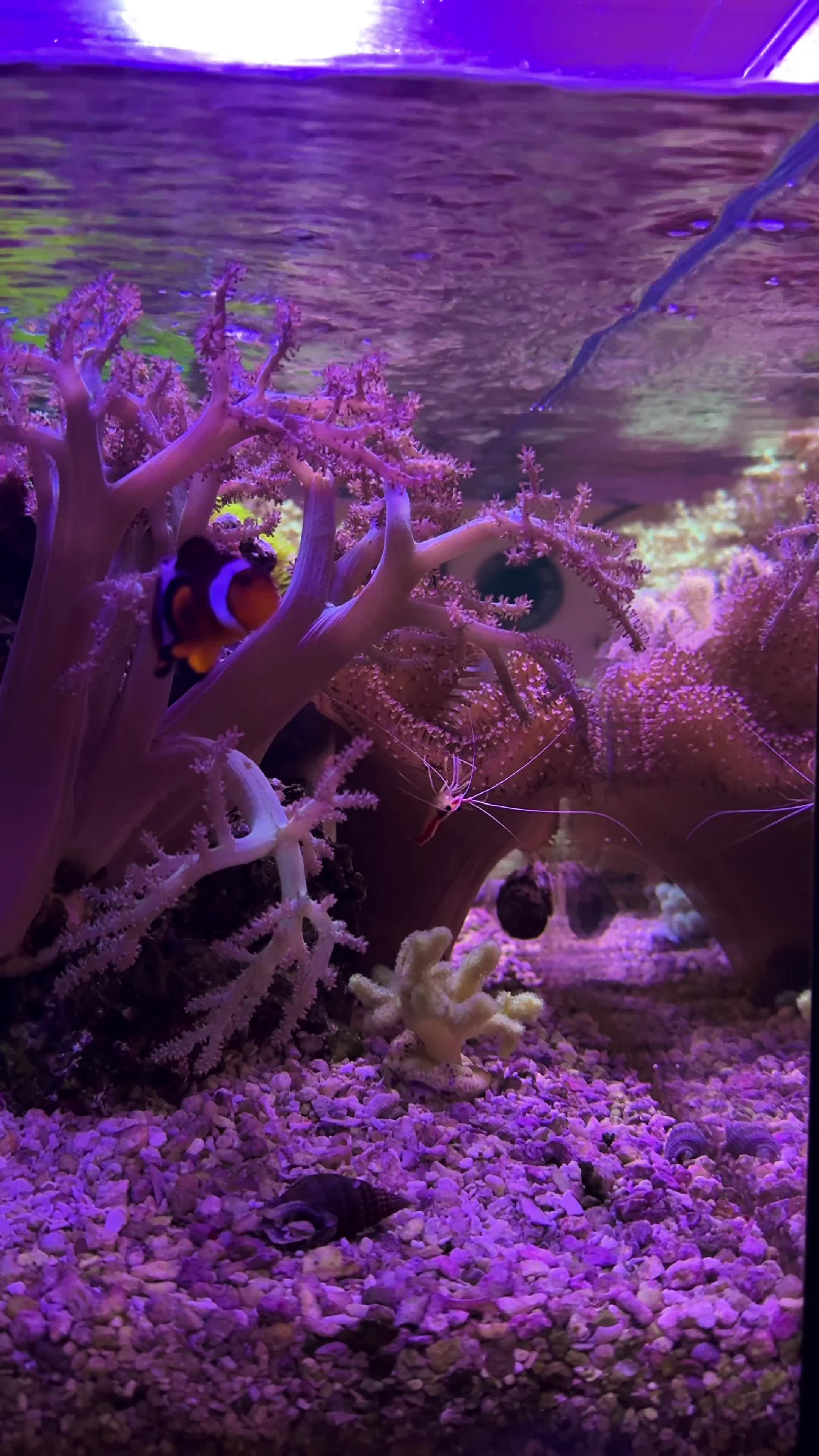 I want to rate your aquariums!! 🐠 Comment below and I will rate your...