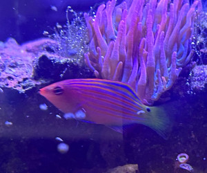 Fish Library Preview