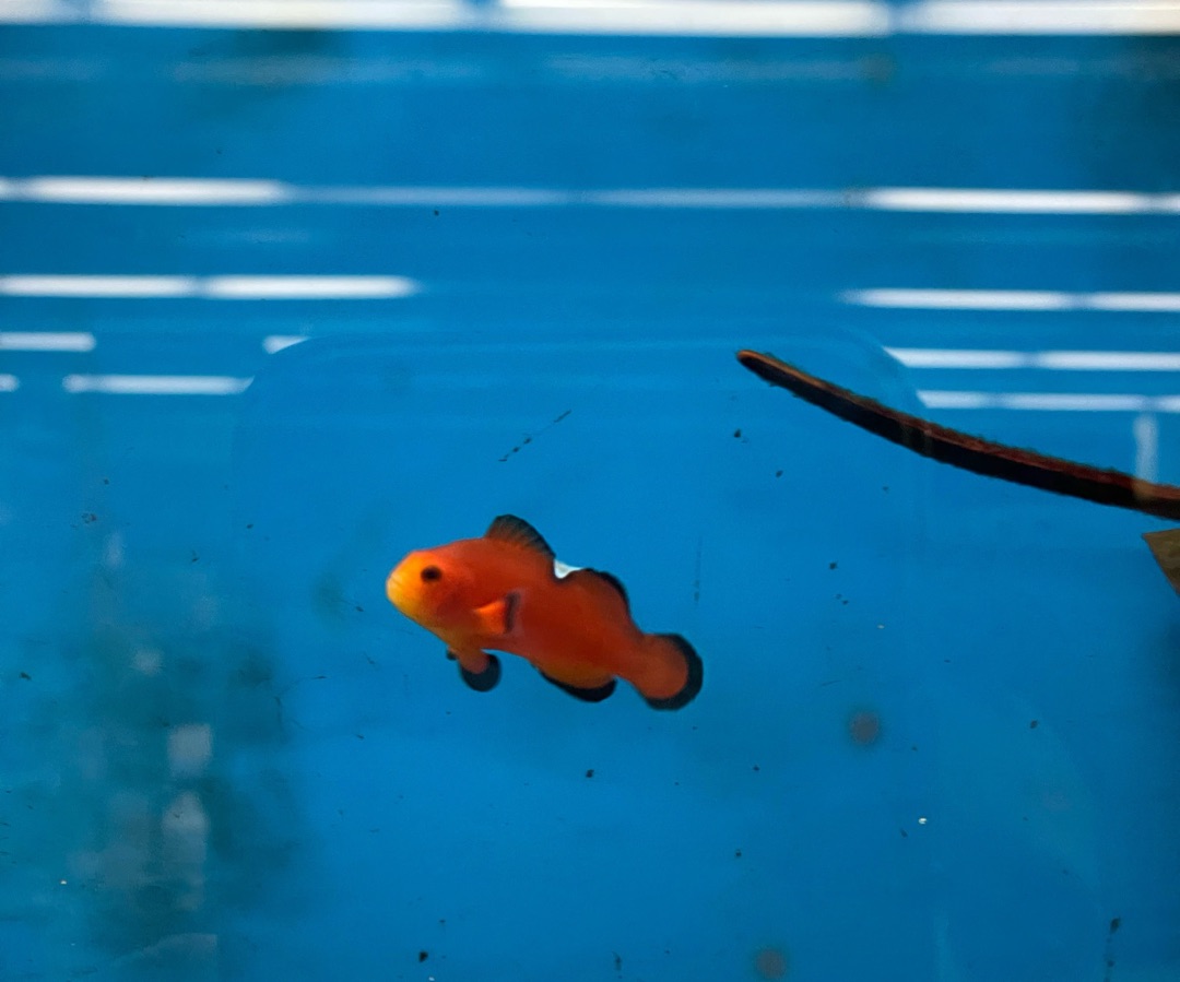 Nearly Naked Clownfish