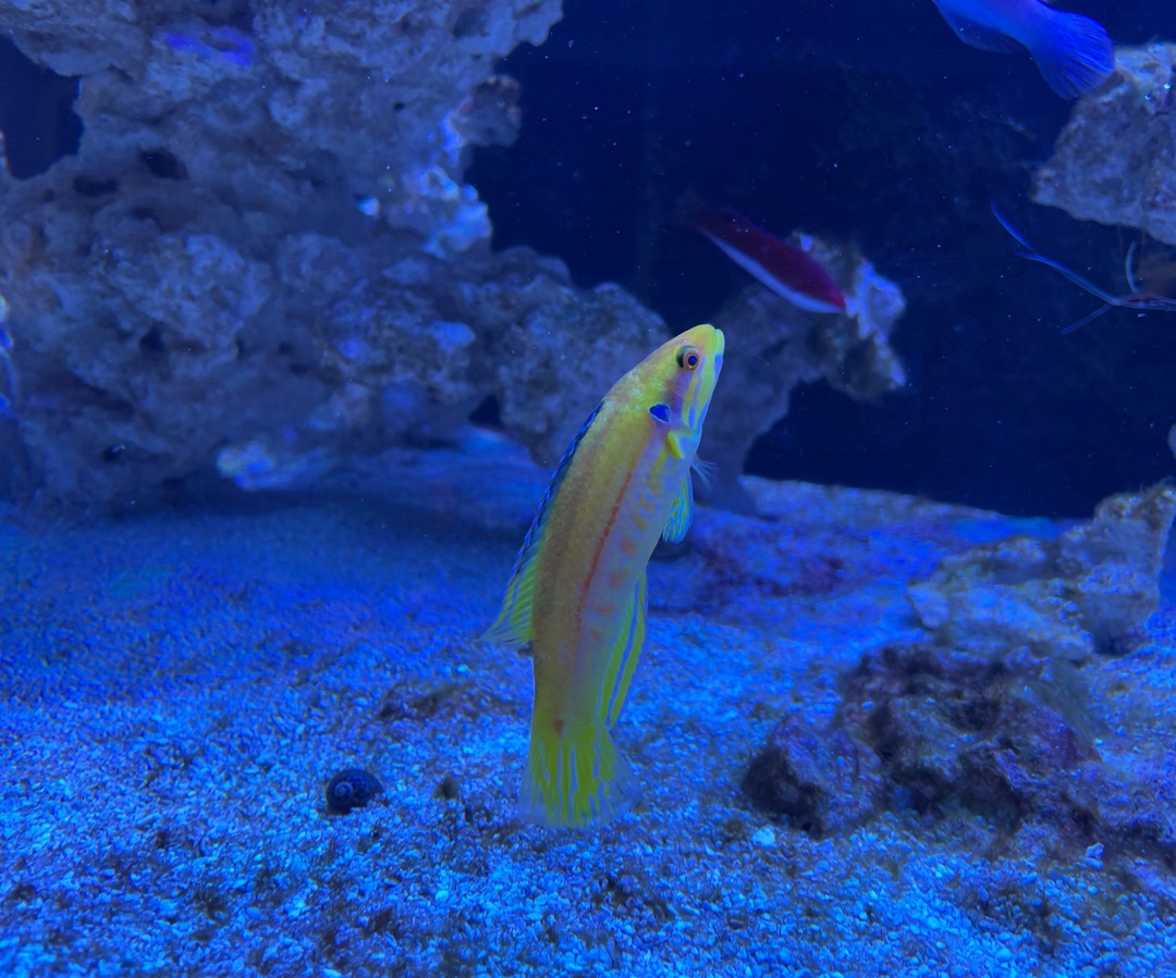 Candy Hogfish