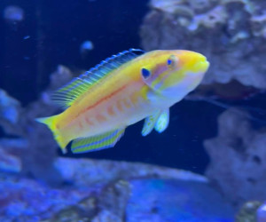 Fish Library Preview