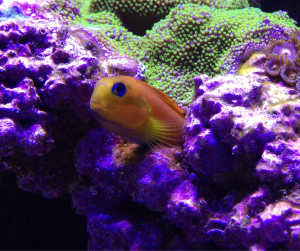 Fish Library Preview