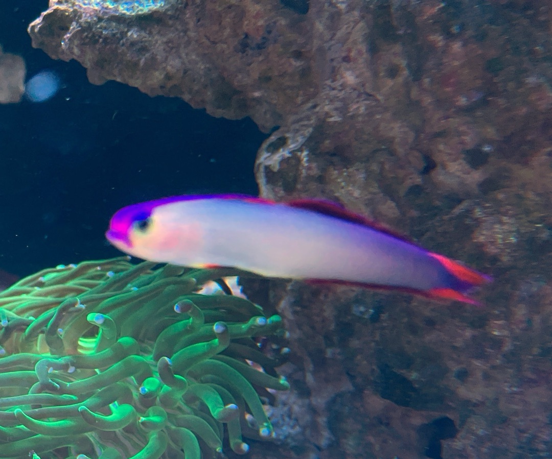 Purple Firefish