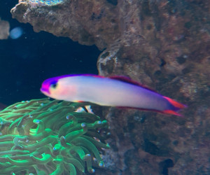 Fish Library Preview