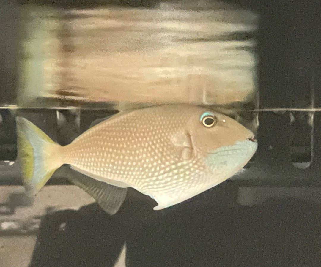 Blue Throat Triggerfish