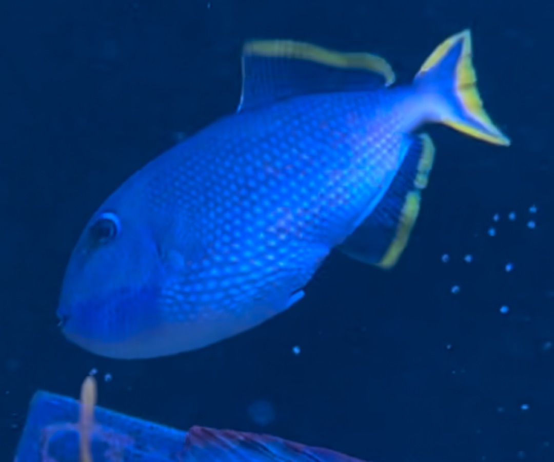 Blue Throat Triggerfish