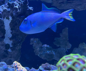 Blue Throat Triggerfish
