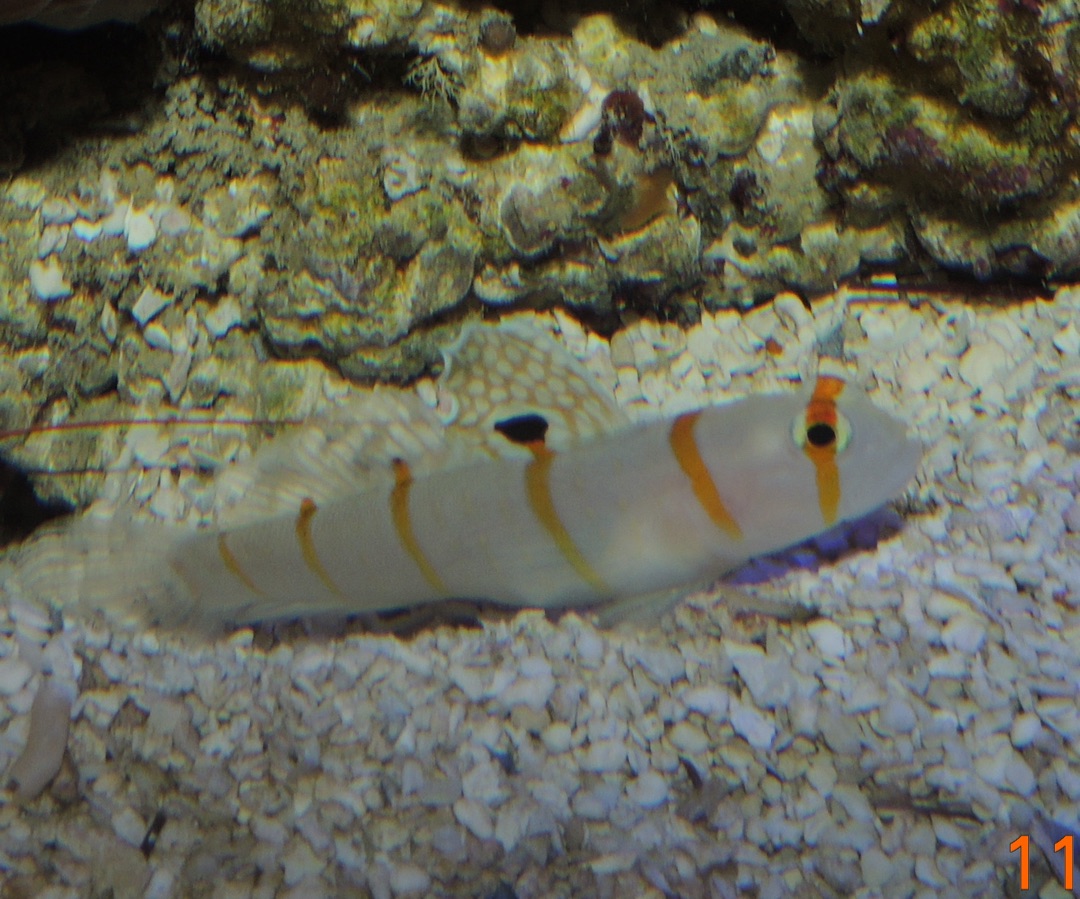 Orange Stripe Prawn Goby