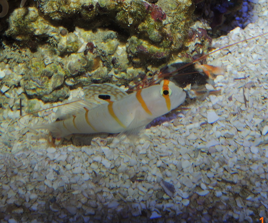 Orange Stripe Prawn Goby