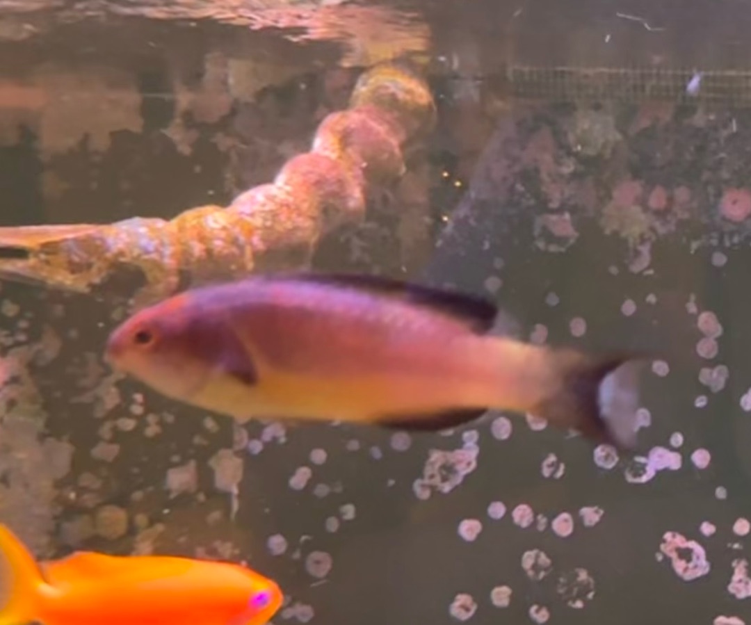 Dusky Brunneus Fairy Wrasse