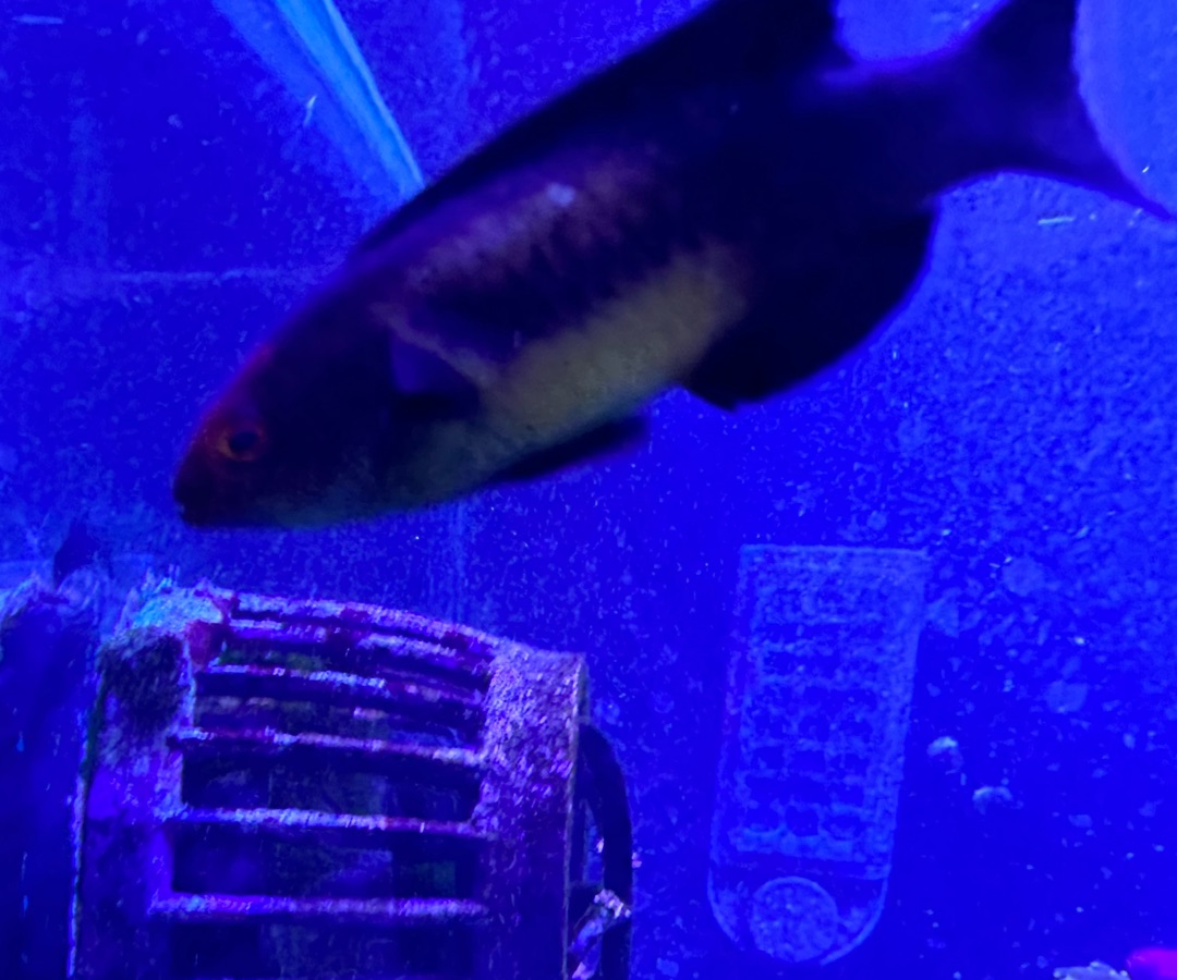 Dusky Brunneus Fairy Wrasse