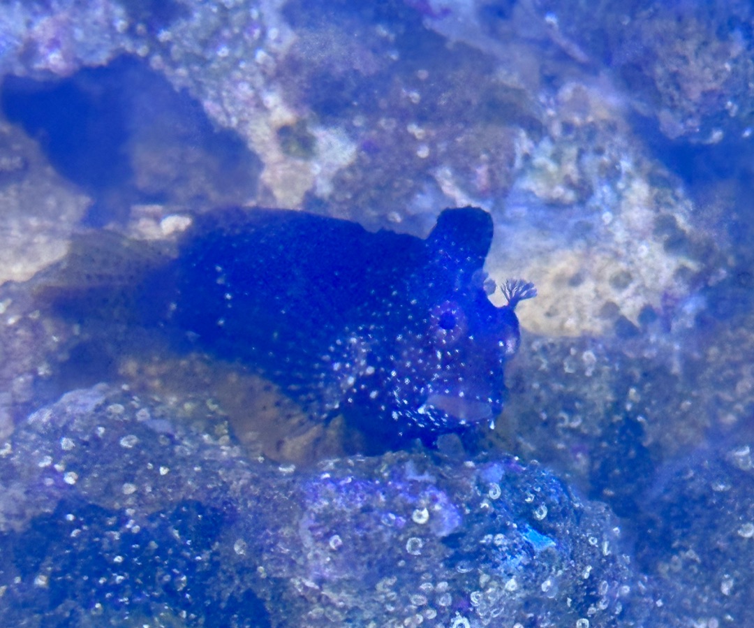 Disco Blenny